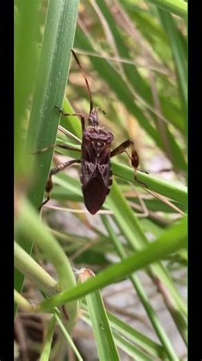 The secret life of a beetle?/ Coleoptera