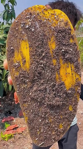 Exploring the Unique Durian Fruit Experience