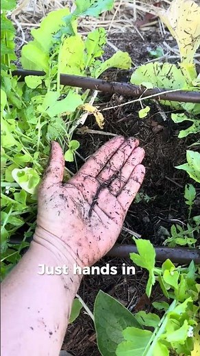 Herbal medicine grown organically, protecting the earth for generations to come 🌱 #organicherbs