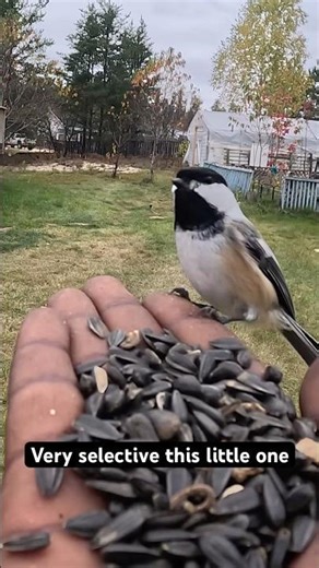 chickadee bird call just whistling #shorts #chickadee