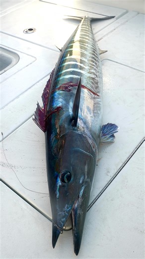 R&R Tackle on Instagram: "Live bait bonito fishing works worldwide—even in your local waters. Bonito are a prime bait for pelagic species, and a tuna tube is the only way to keep them alive. Our plug-and-play bucket tubes make it easy. Visit our website for more information on our tube selection or find a local store near you #wahoo #wahoofishing #livebait #randrtackle #wahoorig"