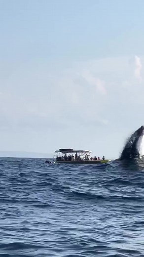 Whale Watching in San Diego - A Magical Experience