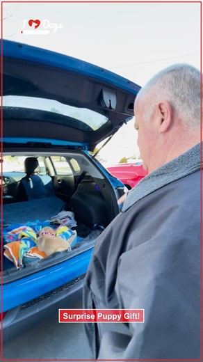 133K views · 5.4K reactions | Surprise Puppy Gift | iHeartDogs | Facebook