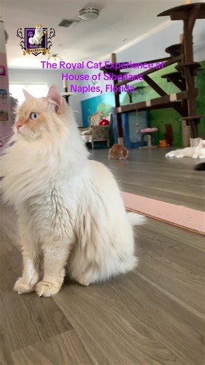 Meet the Siberian Cats.