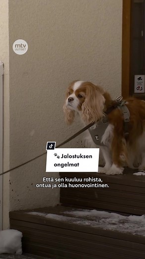 Koira ja jalostusongelmat: Mitä tulisi tietää