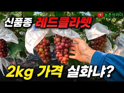 A New Variety Hits the Jackpot! After Shine Muscat in 2026, It’s 'Red Claret'... Premium New Grap...