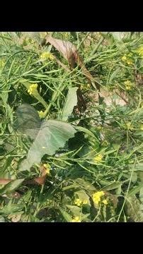 question series for net and neet #net and#neet@allen institute@biology sakha