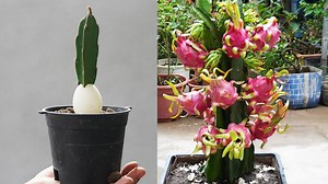 Unveiling the Secret to Growing Dragon Fruit with Super Fruit Branches | DIY Balcony Garden