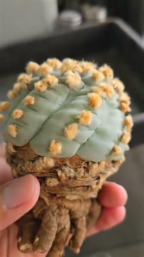 Peyote Cactus Care: What Beginners Should Know