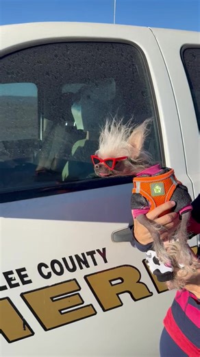 Meet the Adorable Chinese Crested Dog: A Hairless Delight