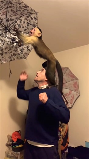 monkey man 🙊🙊#shorts #funny #trending #viral #usa