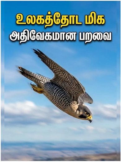 🔥 The World's Fastest Animal Can Fly! 😱