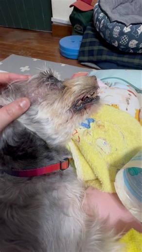 River (Part 1) I’m just gonna share some background info so you all know River’s story a bit more. I adopted her at 11 and she passed a few months shy of 19 yrs. The previous owner had neglected her and she was mostly caged. She also had a luxating patella when I adopted her but after few months of walking / swimming, she got stronger. She was relatively healthy except for a compressed spine and spondylosis, which we found out when she was about 15 years old. She also had a heart murmur and was 