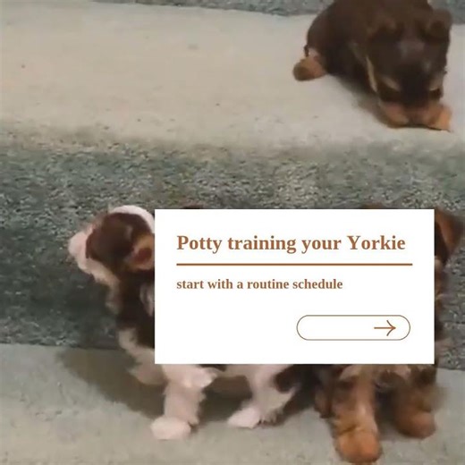 Potty training your Yorkie