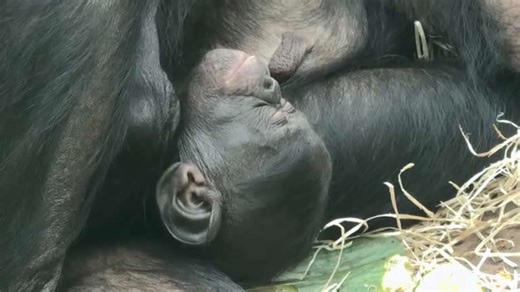 German zoo welcomes birth of endangered bonobo