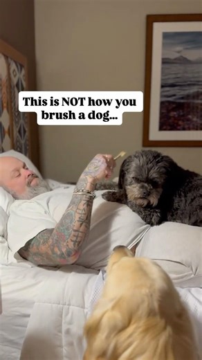 Using a toothbrush on a dog?? Apparently this is a thing. Who knew?#dogshorts #goldenretriever