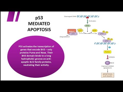 p53, A Tumor suppressor protein