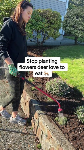 Here’s why creeping thyme is a winner in a deer resistant cottage garden: 🌸 drought tolerant 🌸 fast grower 🌸 it’s tough: you can walk all over it 🌸 not only repels deer but also rabbits and mosquitos 🌸 it’s edible! #gardentok #gardeningforbeginners #gardeningtips #deerresistant #gardening101 #homegarden #growyourown #flowergarden #gardeninspo #backyardgarden #fallgardening #creepingthyme #zone9bgarden #zone9b #groundcoverplants