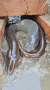 9.8M views · 10K reactions | Best Fish Searching - Traditional Boy Search Fish By Hole | Fishing By Hand #fishing #fishsearching #fishhunting | Fishing 24 | Facebook