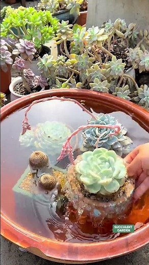 How to Water Succulents the Easy Way!