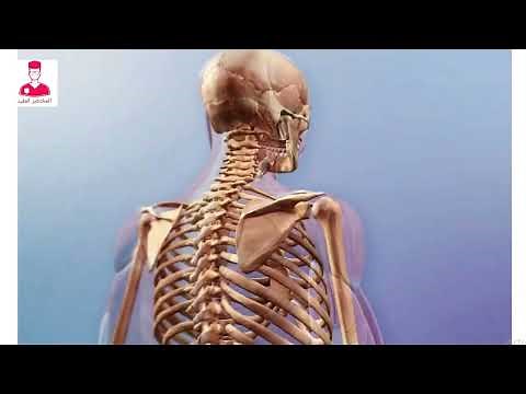 An overview of the skeleton || skeleton 3D