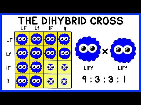 Mendelian Genetics: The Dihybrid Cross