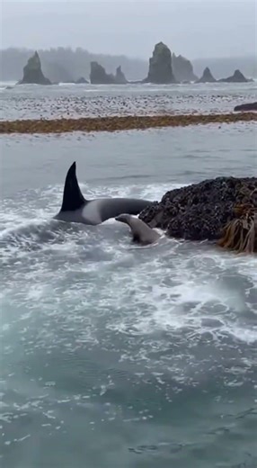 Sea Lion ESCAPES Orca Then The UNTHINKABLE Happens! 🤯