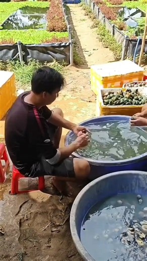 206K views · 1.9K reactions | Bên mình cung cấp ốc gác bếp , đầu ốc thương phẩm , trứng ốc , ốc giống ... Ace cần gì hú mình nha #ocbuouden #ocgacbep #ocbuouxanh | Mắt Híí | Facebook