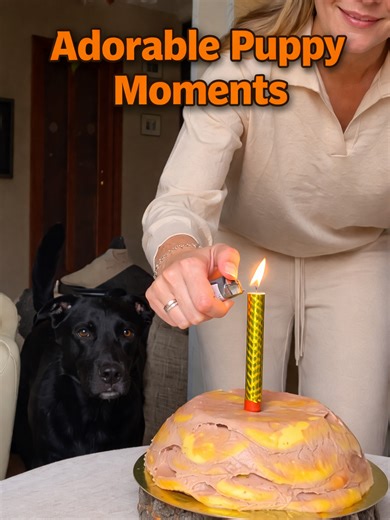 I swear dogs just KNOW the squeaking toys get to you 😂 (@yournephewmorrie@kali_k9s @bobiinthewoods via @arkbykomi ) #puppylove #cutepuppies #adorabledogs #cutemoments #firstpuppy