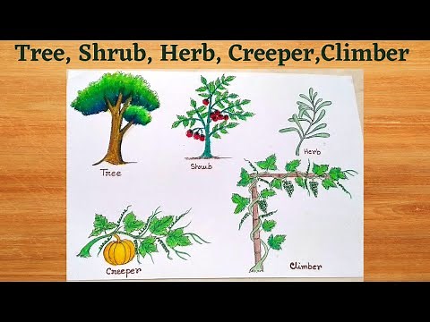 Types of plants - tree,shrub,herb,creeper,climber drawing easy ll how to draw types of plants ll