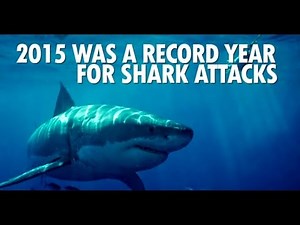 Why sharks are attacking more people