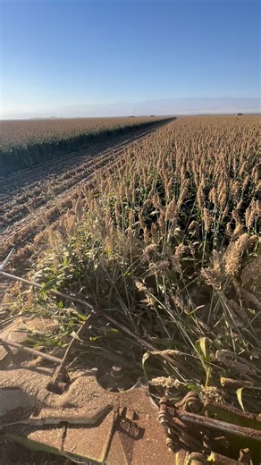 Chopping Milo #claas #milo | Cali Farmer