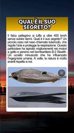 Il Falco: Genio del Volo
