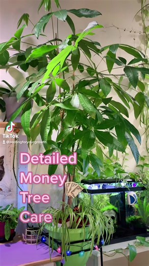 Essential Money Tree Care Tips for Healthy Growth