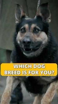 Which Dog Breed Is For You?