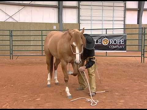 Horse Training - Proper Technique to Laying Your Horse Down