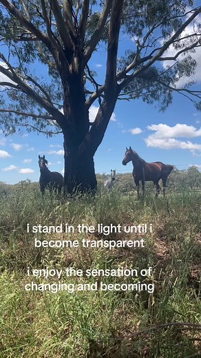 Horses Playing Piano: A Unique Musical Experience