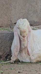 Mashaallah ❤️ #eidmubarak just for show #goatlovers #OrganicFarming #goatbreeds #bakrieid #bakramandi #animals #goatfarming | Arif Bakre Wala