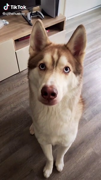 Beautiful Brown Husky with Blue Eyes Puppy - Dog Dad Life