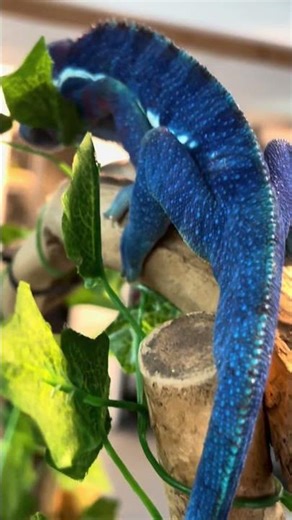 Blue Panther Chameleons That Don’t Look Real 💙🦎