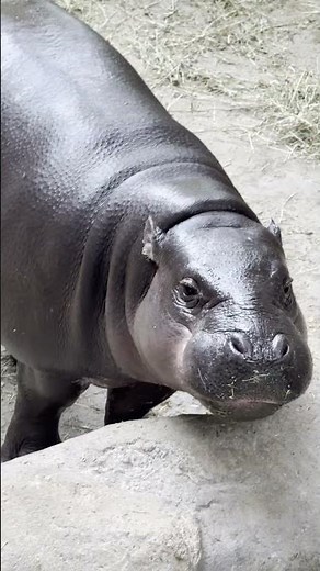 Pygmy Hippo Indoors at Krakow Zoo 🦛🏠 – Rare & Adorable!