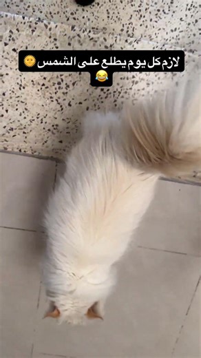 لازم كل يوم يطلع يتشمس 😂 #اكسبلور #salahwburghi #قطط #cat #ترند