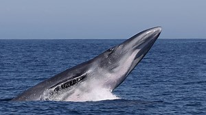 Our September 5th All Day Expedition had an incredible encounter with this gracefully breaching Bryde's Whale. It was the 5th Bryde's we had seen that day west of Catalina Island, and certainly the only one that jumped, which is quite a rare behavior from this species. Video by Capt. Ryan | Pacific Offshore Expeditions