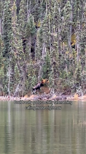 5.8K views · 2.8K reactions | Flying in next Friday for one more big sheep hunt… and then it’s time to switch gears to moose hunting season 龜 Got my buddy flying in all the way from NB this Sept to help me try to harvest a bull. Looking forward to those crisp fall mornings in the freighter canoe. #YukonUnguided #moosehunting #outdoors #moose #yukon #hunter #explore | Yukon Unguided | Facebook