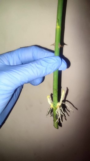 318K views · 2.3K reactions | ვარდის დაკალმებაზე ვიდეო რომ...