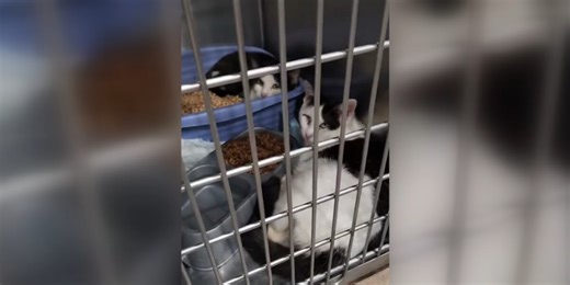 44 cats rescued from hoarding situation, humane society calls for volunteers to help socialize them
