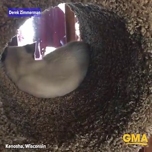 222K views · 928 shares | Find someone who loves you as much as this cat loves this scratching post tunnel. gma.yahoo.com | Good Morning America | Facebook