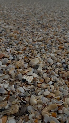 Today’s 30 second beach break brings you perfect shark tooth hunting conditions #todays30secondbeachbreak #jupiter #jupiterbeach #beach #beachlife #saltlife #ocean #todayatthebeach #lovethepalmbeaches #asmr #nixpix #nixpixlocal #iphonephotography | Nixpix