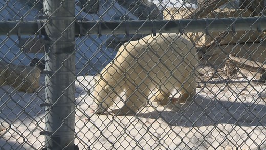 Juno the polar bear joins the Assiniboine Park Zoo