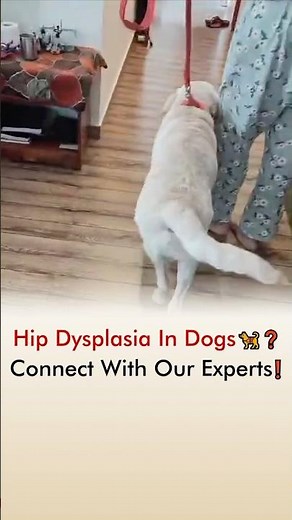 Hip Dysplasia Or Leg Bending In Dogs 🦮❓ Connect With Experts❗️
